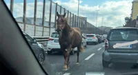 Cavallo galoppa contromano sulla Tangenziale di Napoli