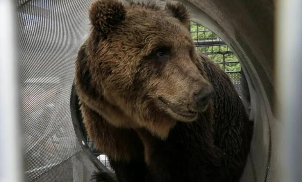 Il Tar di Trento sospende l'ordinanza di abbattimento dell'orsa MJ5