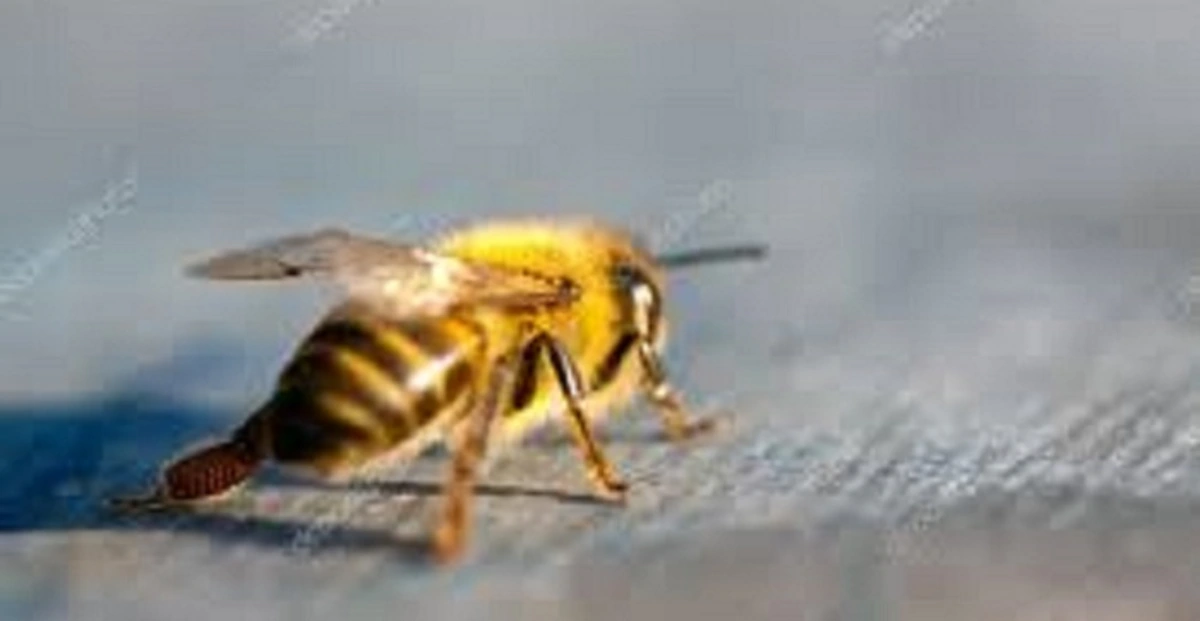 Le Giornate tecnico-scientifiche per la biodiversità degli impollinatori