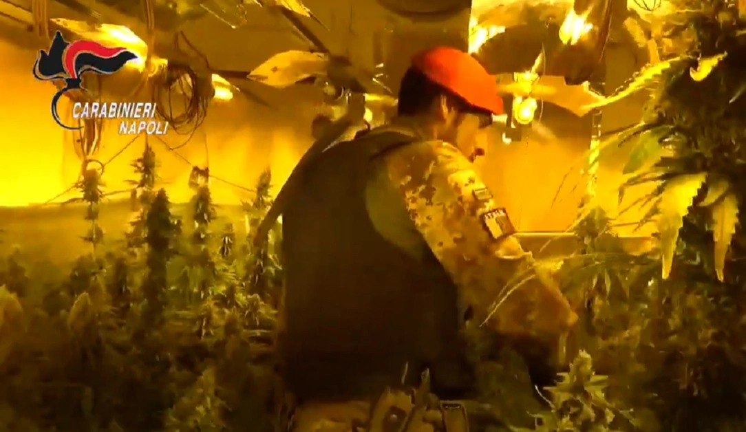 Scoperte tre serre ed una piantagione di cannabis: 6 arresti