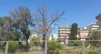 Torre Annunziata - Alberi malati e pericolosi nel Parco Parnaso