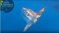 Spettacolare avvistamento di un pesce luna a Ieranto a Massa Lubrense - IL VIDEO