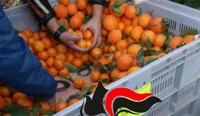 Oltre una tonnellata di droga tra la frutta, sette arresti a Napoli