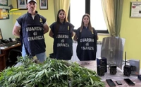 Serra per la coltivazione di cannabis scoperta nel Salernitano. Due arresti
