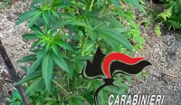 Rinvenute sui monti Lattari 238 piante di cannabis