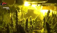 Coltivavano marijuana, rubata energia elettrica per oltre 4 milioni di euro
