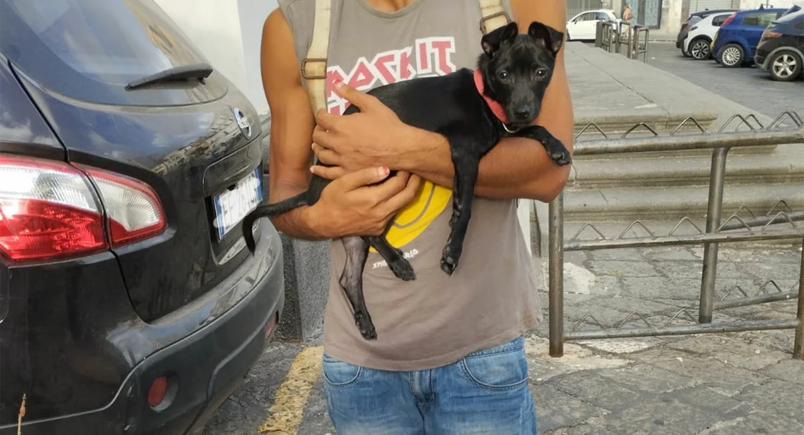 Torre Annunziata - Sottrae cani e poi li abbandona: insorgono gli animalisti