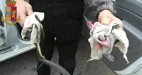 Serpente nel cortile di casa, la Polizia interviene nell'Avellinese