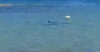Paura tra i bagnanti in Sardegna: avvistato squalo in riva al mare. Il video