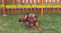 Oggi 26 agosto ricorre la Giornata Mondiale del Cane