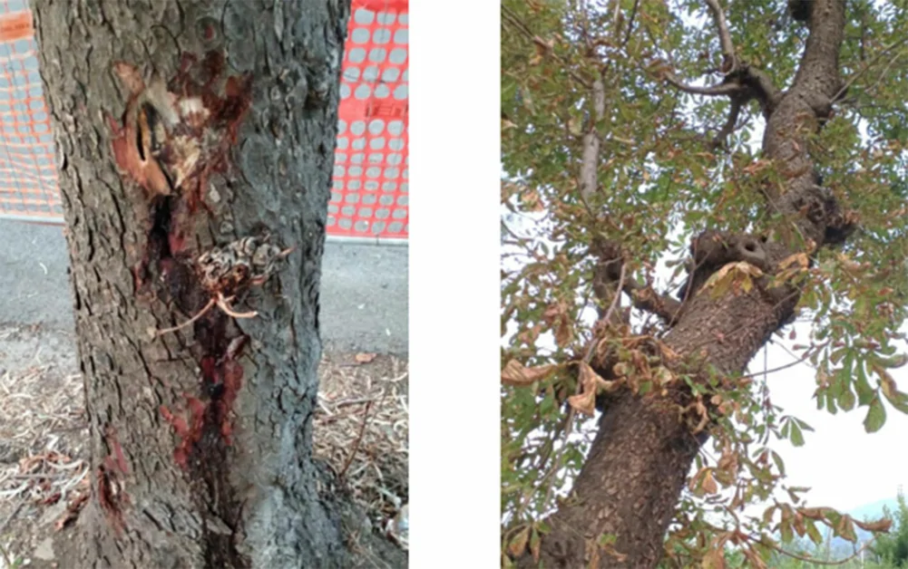Castellammare di Stabia - Oltre 20 alberi sono "pericolosi", saranno abbattuti