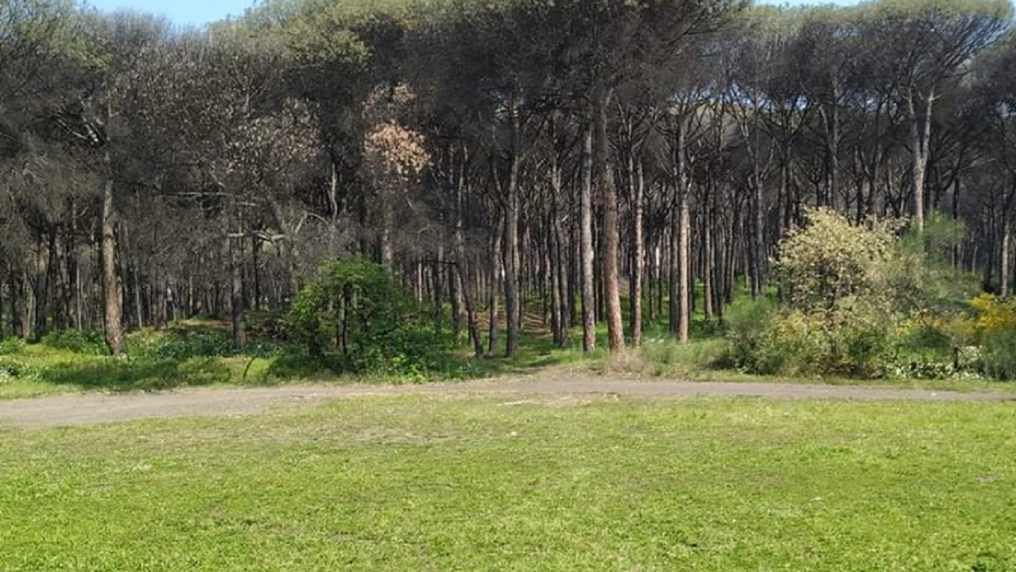 Torre del Greco - Aree verdi per la forestazione, il Comune si rivolge ai privati