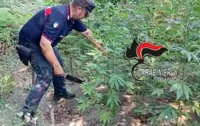 Piantagione di cannabis scoperta e sequestrata a Gragnano