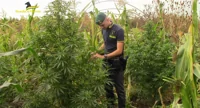 Sequestrate 60 piante di marijuana in un fondo nel comune di Teverola