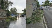 Torre Annunziata - Ramo si stacca da un albero: il fogliame dalla strada al marciapiede