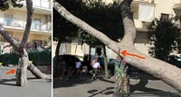 Torre Annunziata - La sofferenza dell'albero secolare nella 'Curva' di via Alfani