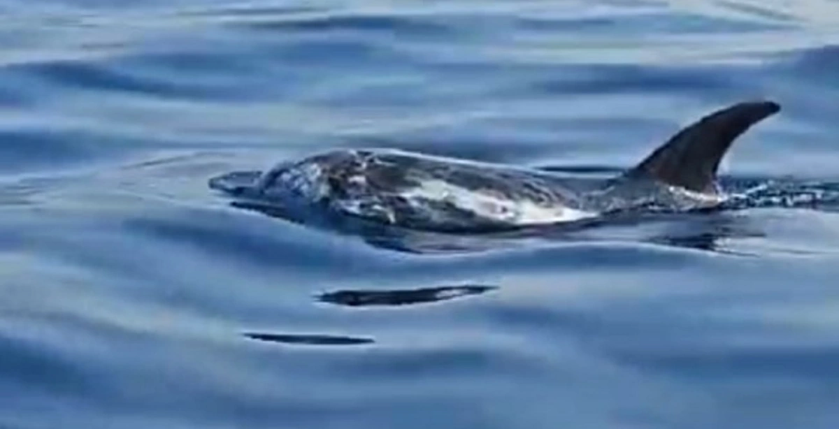 Spettacolare avvistamento di Grampi nel mare di Sorrento