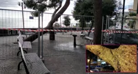 Torre Annunziata - Pino marittimo: si allarga la ferita nel grosso ramo. Area transennata