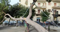 Torre Annunziata - Intervento sul pino marittimo di via Alfani: ancorato al suolo