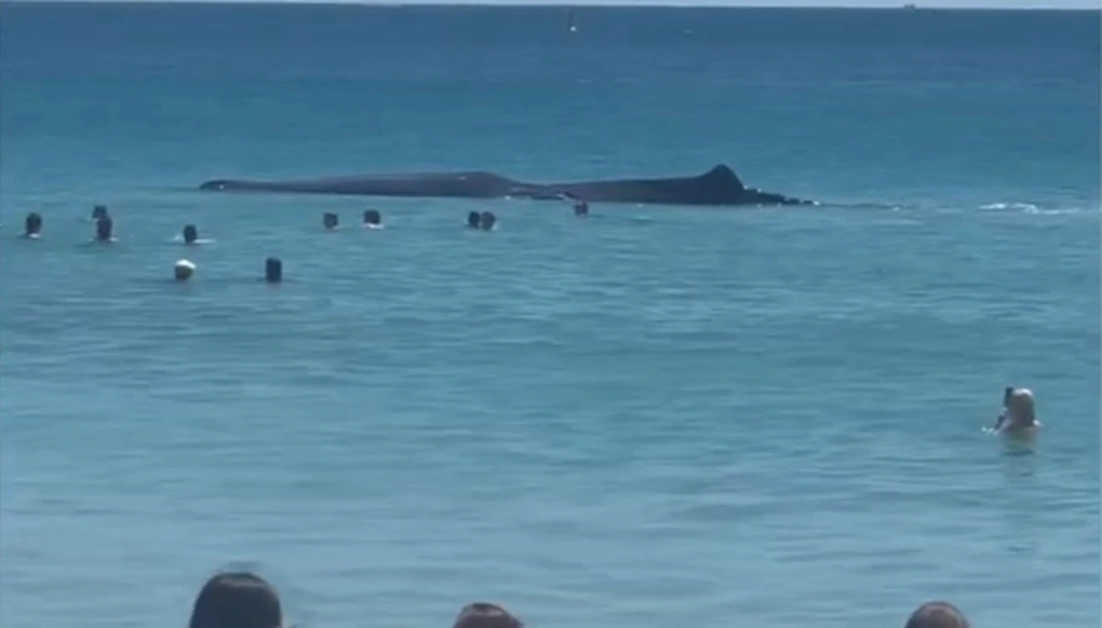 Balena di 15 metri si avvicina alla riva e viene circondata dai bagnanti. Il Video
