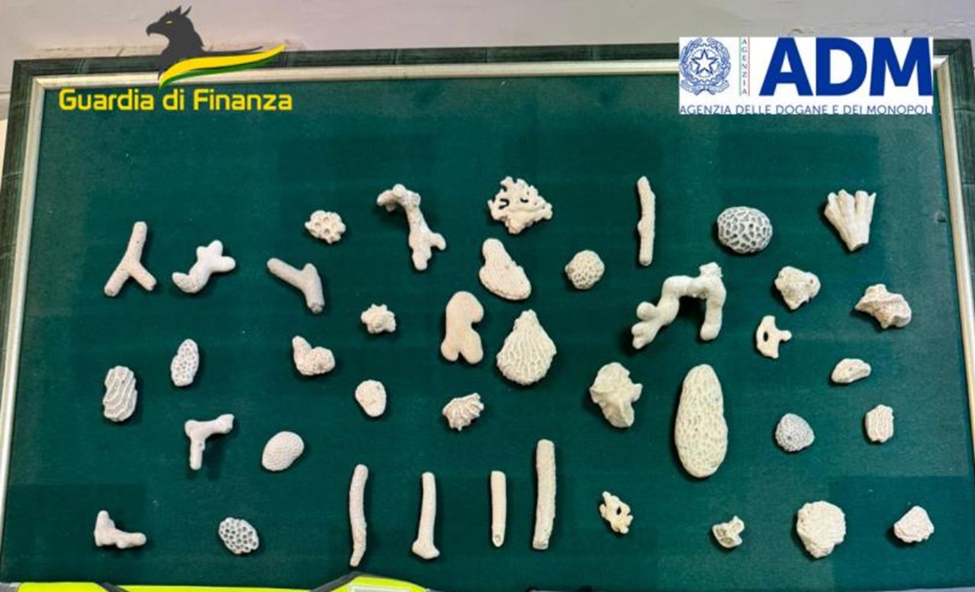 Proveniente da Cuba, fermata all'aeroporto di Capodichino con 40 specie