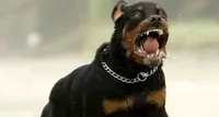 Bambino aggredito da un rottweiler: ricoverato con prognosi riservata