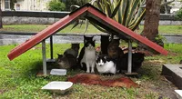 Torre del Greco - Lodevole iniziativa dell'amministrazione: mangime e cucce per cani e gatti
