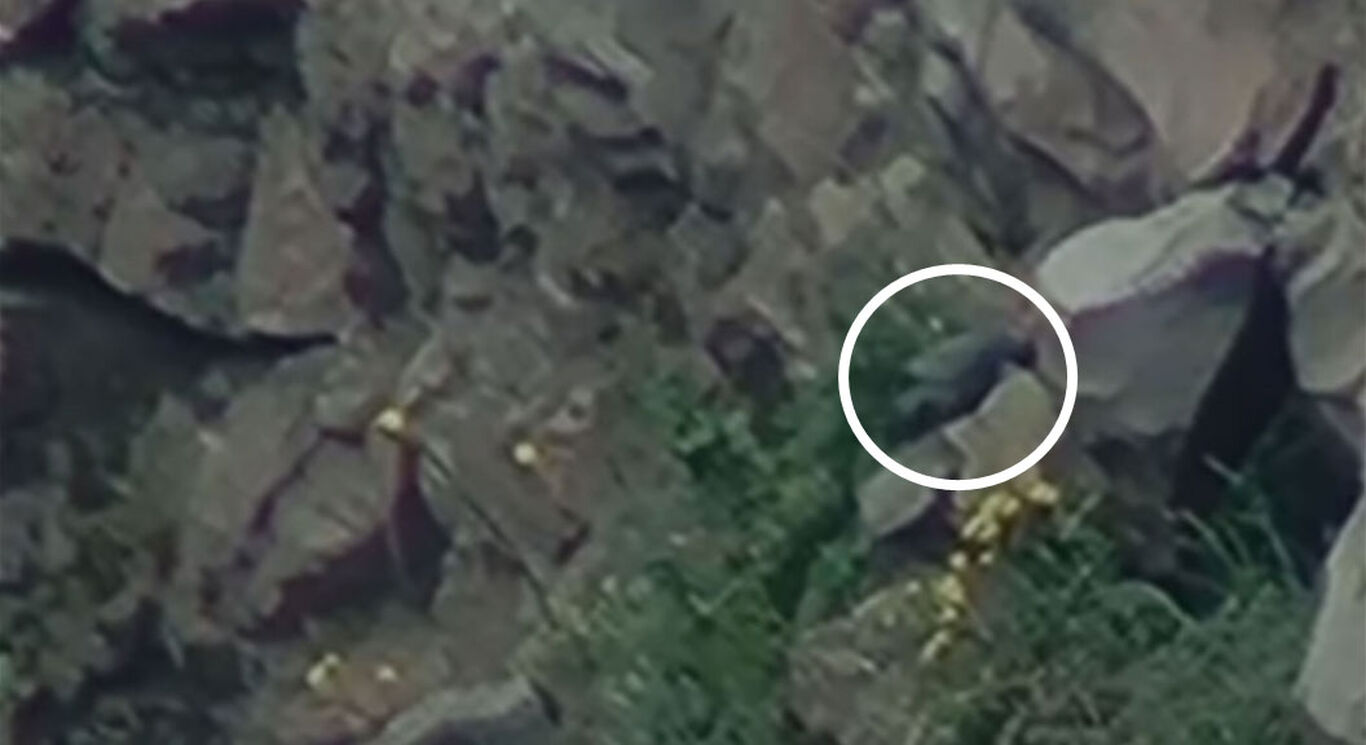 Sulle pareti rocciose del Vesuvio nati tre piccoli della specie protetta di Falco pellegrino