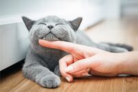 Farmaci, da Gemmato ok a uso veterinario anti Covid che salva i gatti