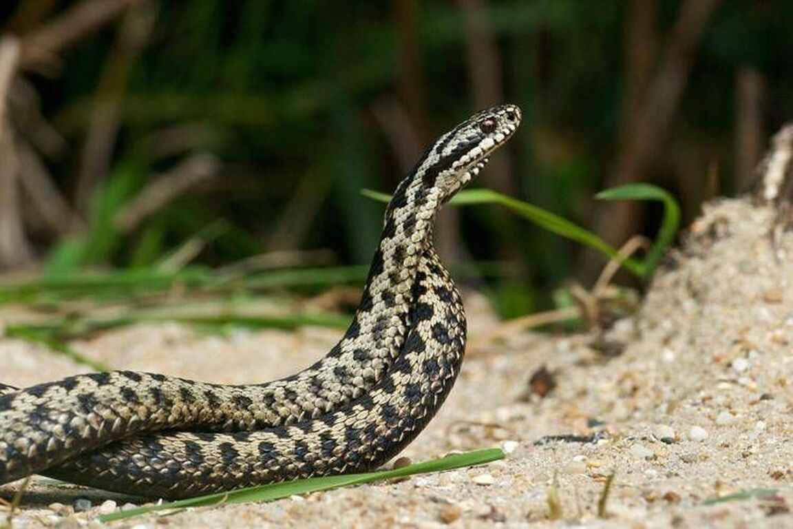 Morso di vipera, cosa fare? "Calma primo antidoto per non diffondere il veleno"