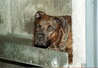 Aggredito da pitbull, il racconto: "Io tra pochi sopravvissuti, vivo grazie a un passante"