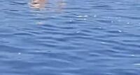 Torre del Greco -  Pesci morti in mare: la denuncia di Potere al Popolo e Alternativa Popolare