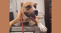 Kuma, 5 anni, ha bisogno di affido prima dell'adozione. Vogliamo aiutarla?