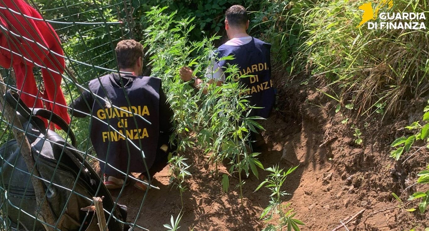Scoperte 2 piantagioni di cannabis: piante alte fino ad 1 metro e mezzo